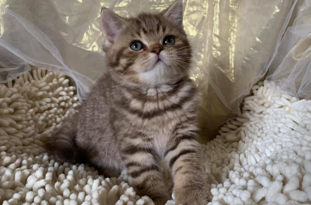 Cucciolata G/K