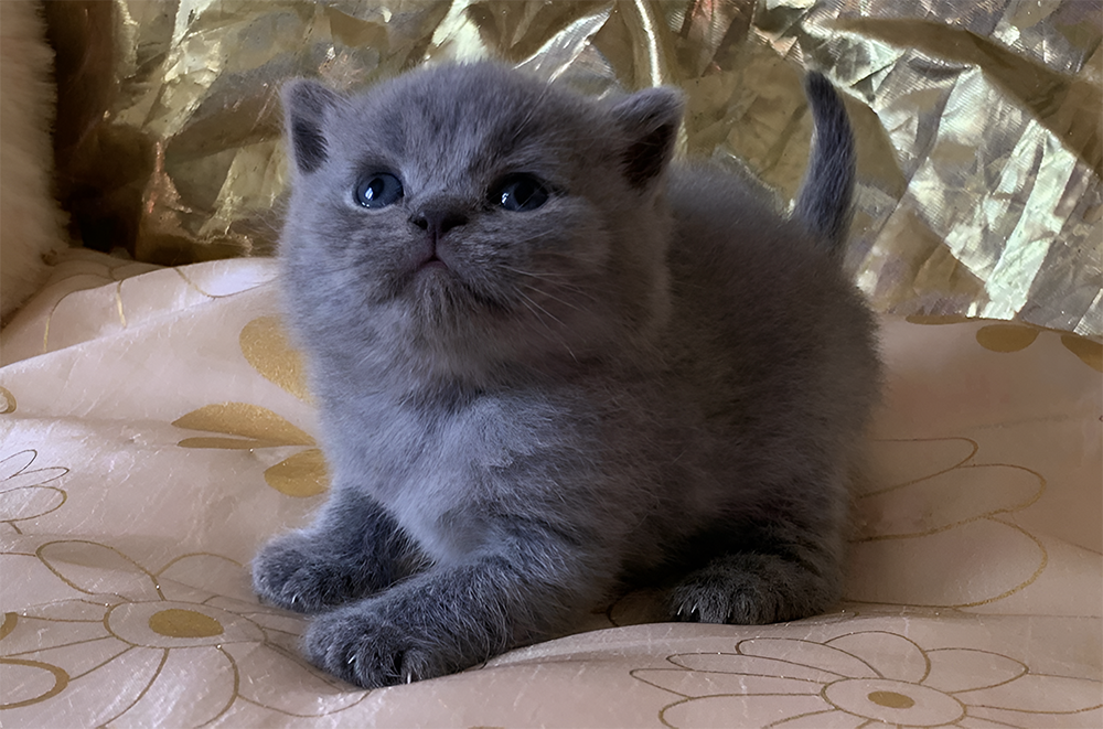 Cucciolata H/Z