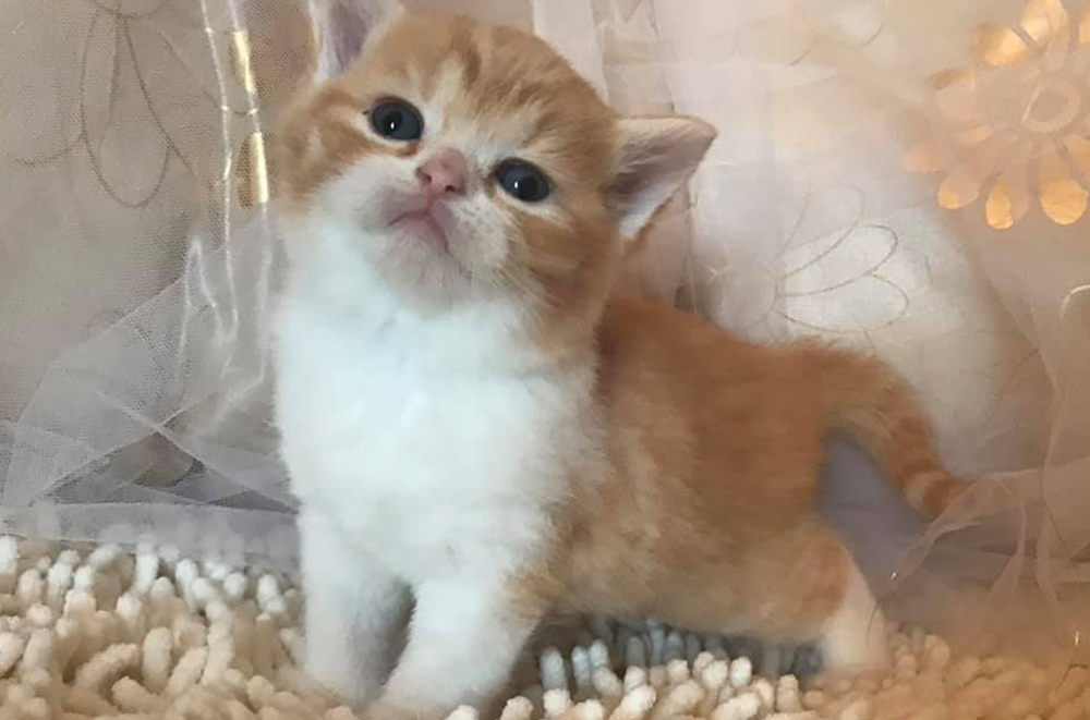 Cucciolata Y