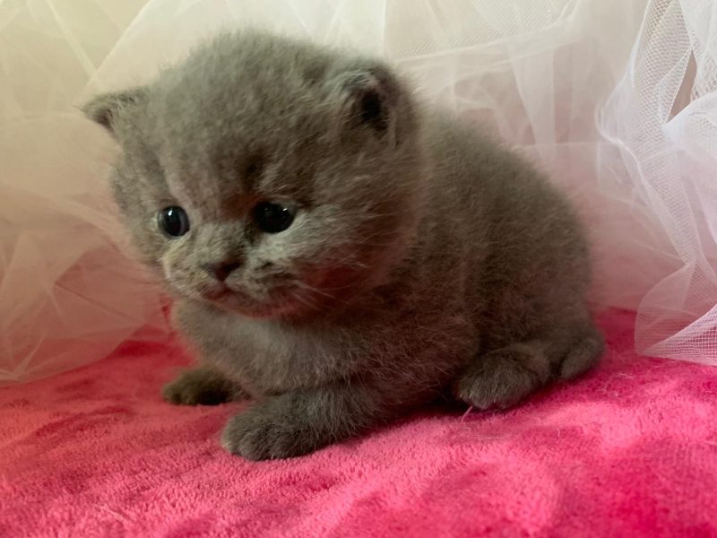 Cucciolata N/U femmina blu