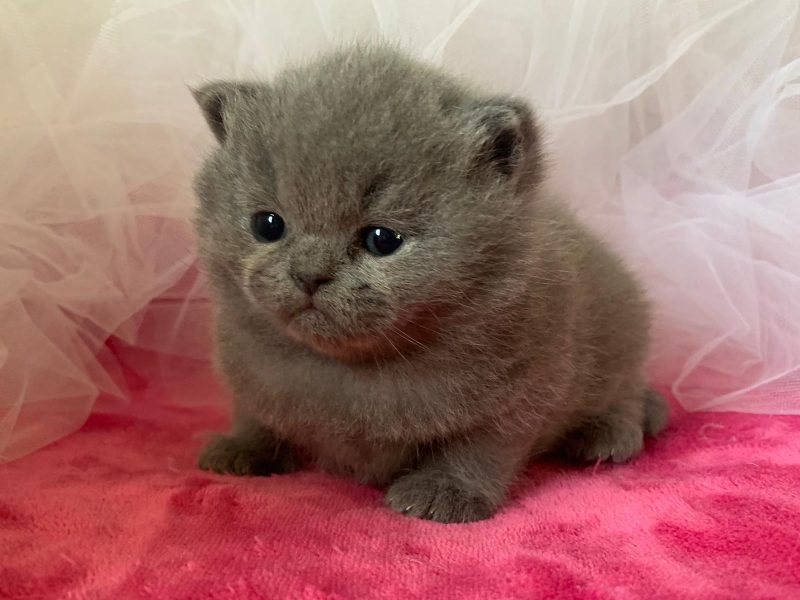 Cucciolata N/U femmina blu