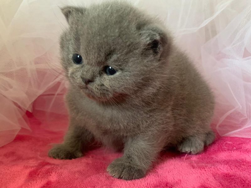 Cucciolata N/U femmina blu