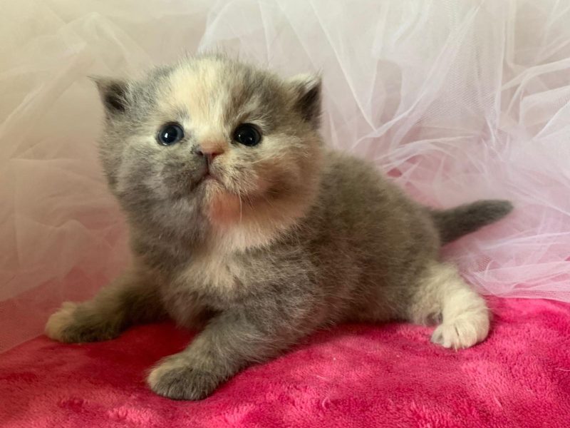 Cucciolata N/U femmina blu tortie