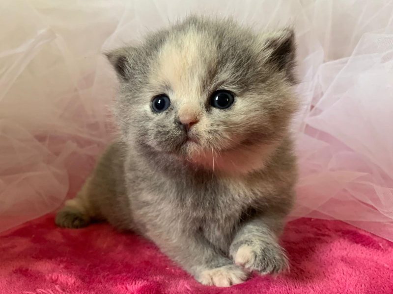 Cucciolata N/U femmina blu tortie