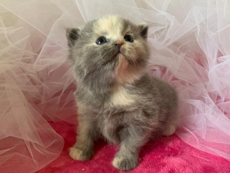 Cucciolata N/U femmina blu tortie